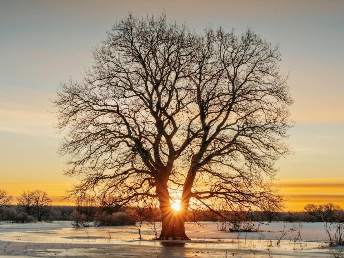 From roots to ribbons: Celebrating Tree Dressing Day with community and&nbsp;conservation