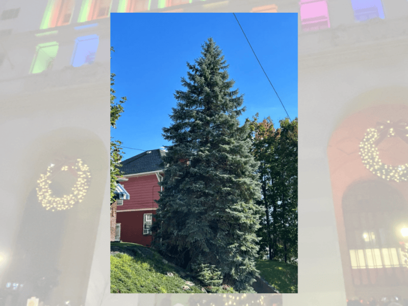 38-foot blue spruce chosen as Pittsburgh’s 2026 Christmas&nbsp;tree
