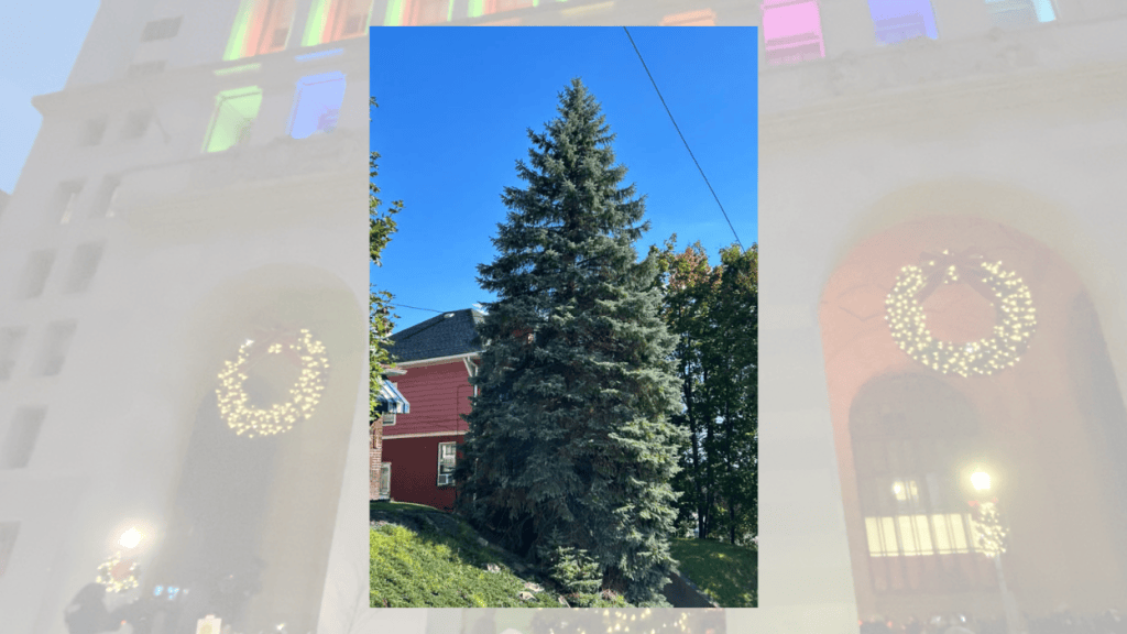 38-foot blue spruce chosen as Pittsburgh’s 2026 Christmas&nbsp;tree
